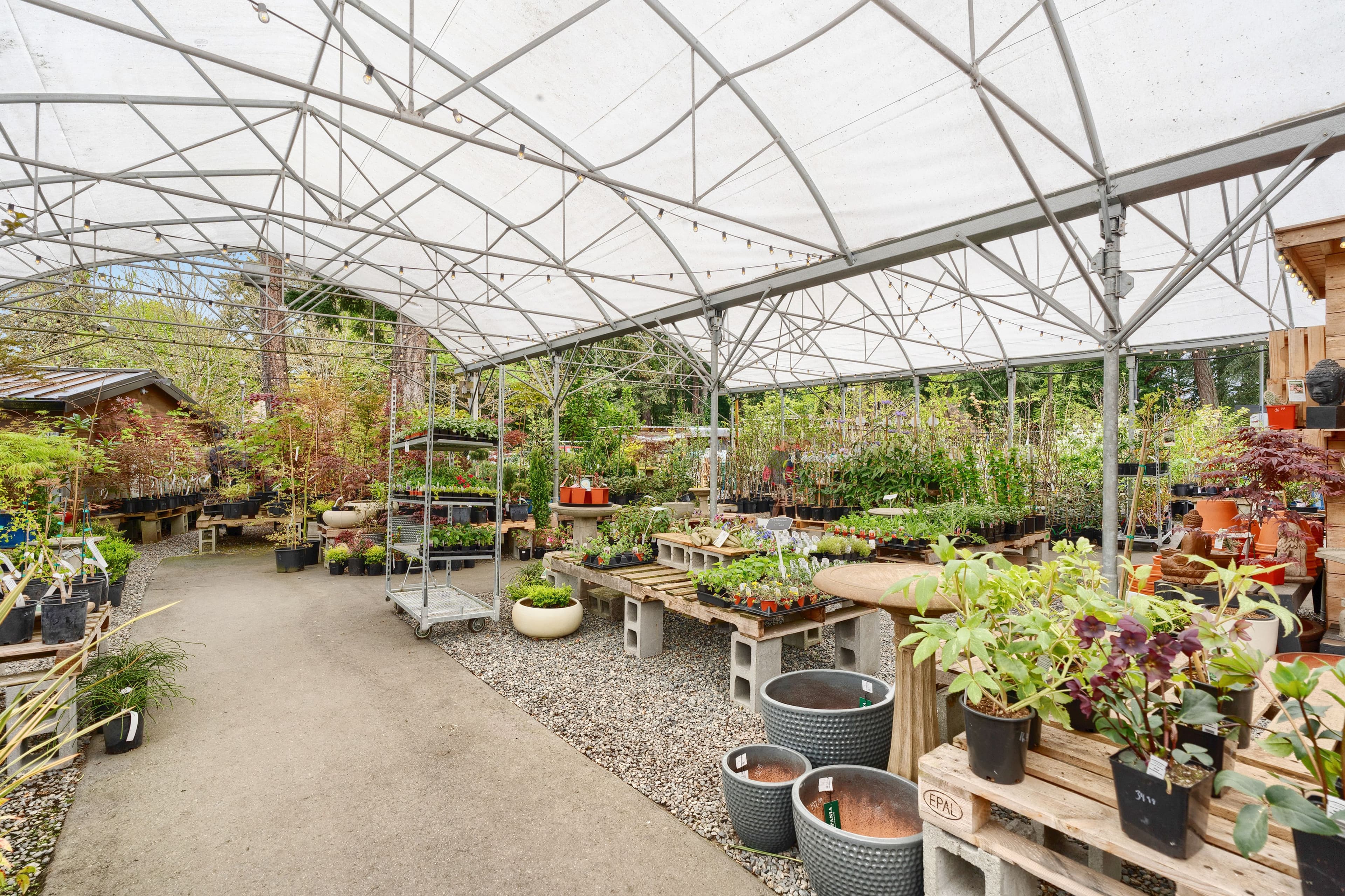 Wide greenhouse interior with arched ceiling, plants on tables and gravel paths