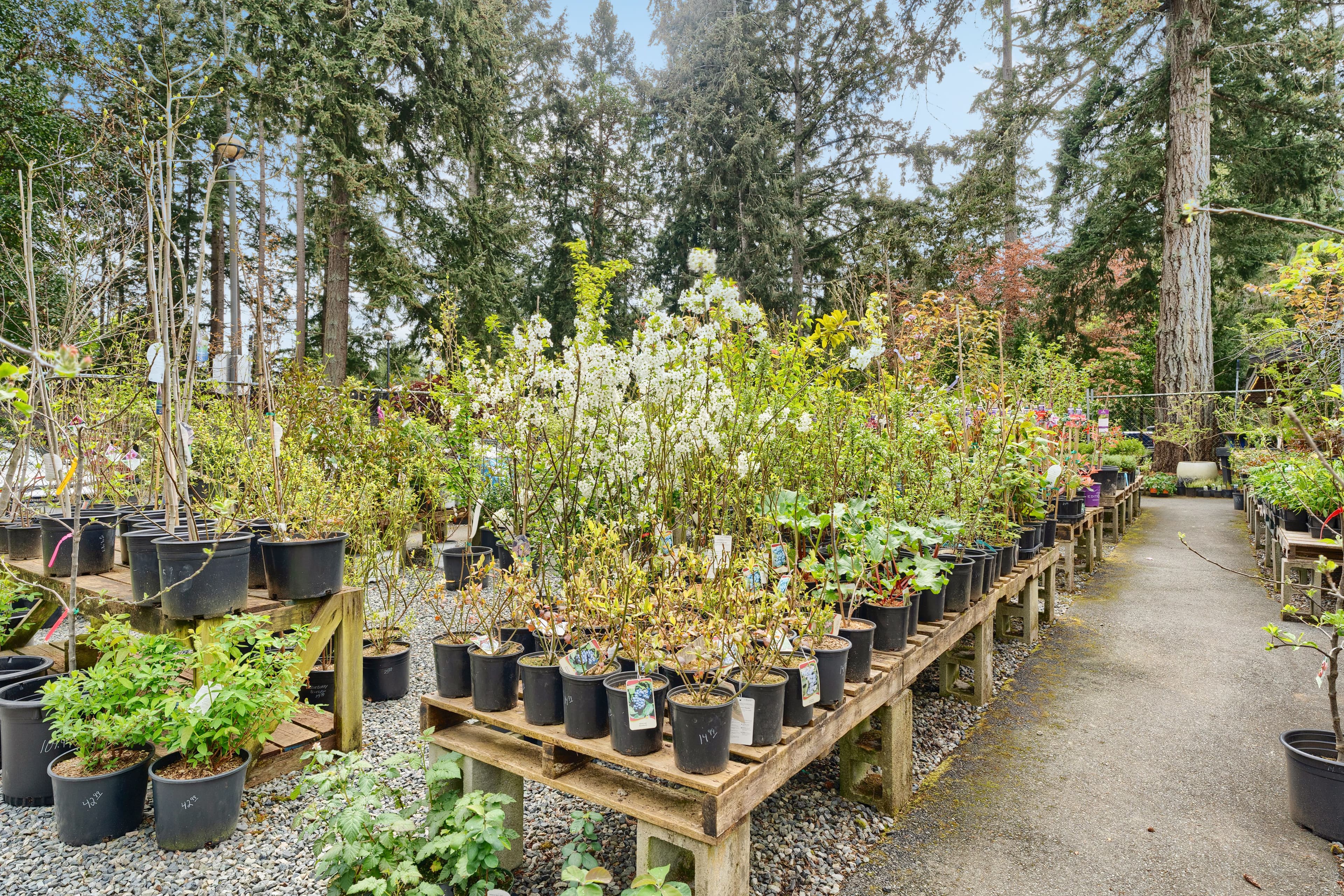 Outdoor nursery with trees in pots on wooden tables along a forested pathway